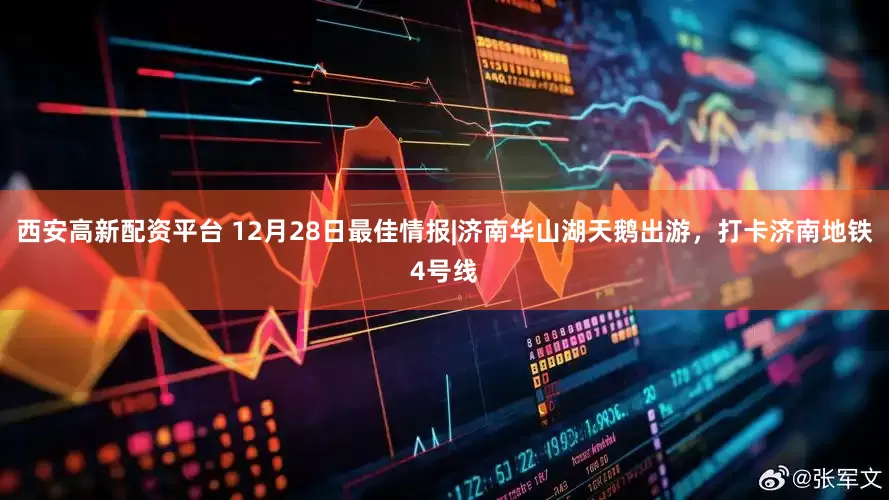 西安高新配资平台 12月28日最佳情报|济南华山湖天鹅出游，打卡济南地铁4号线