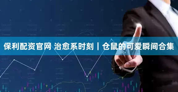 保利配资官网 治愈系时刻｜仓鼠的可爱瞬间合集